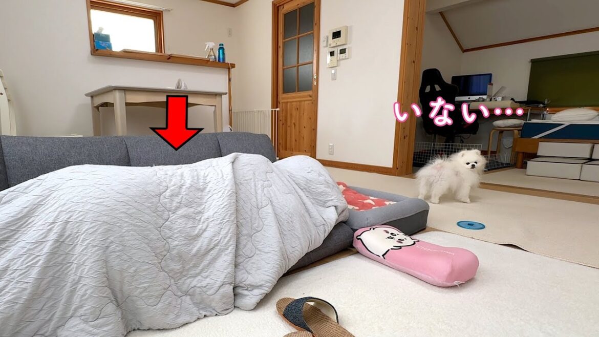 突然飼い主がいなくなった時のポメラニアンの行動に驚きました