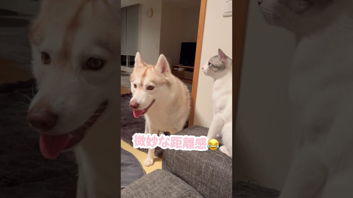大好きな猫と遊びたいハスキー #シベリアンハスキー #ハスキー #猫