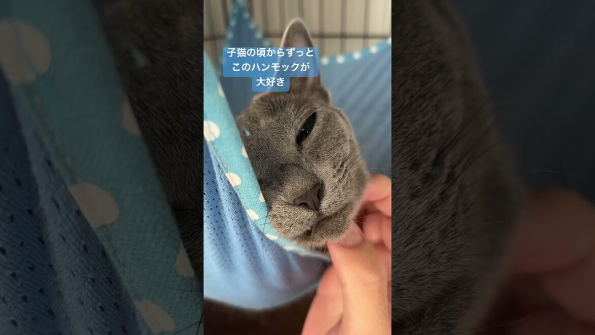 あおそら日記 #あおそら #ロシアンブルー #cat #猫好きさんと繋がりたい