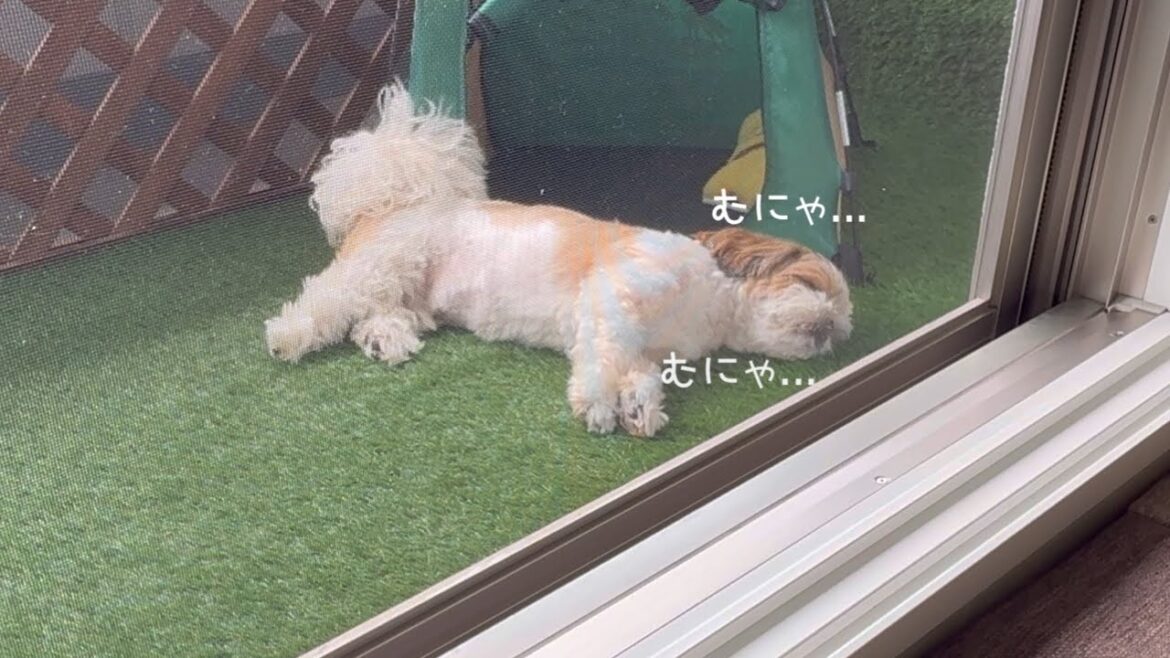 【シーズー】ベランダ生活が気に入りすぎて帰ってこなくなりそうですw w w【犬Vlog】