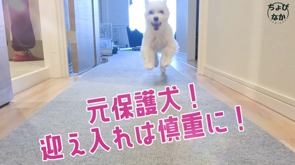 【不安分離症？】保護施設で出会ったマルチーズの日常♯114