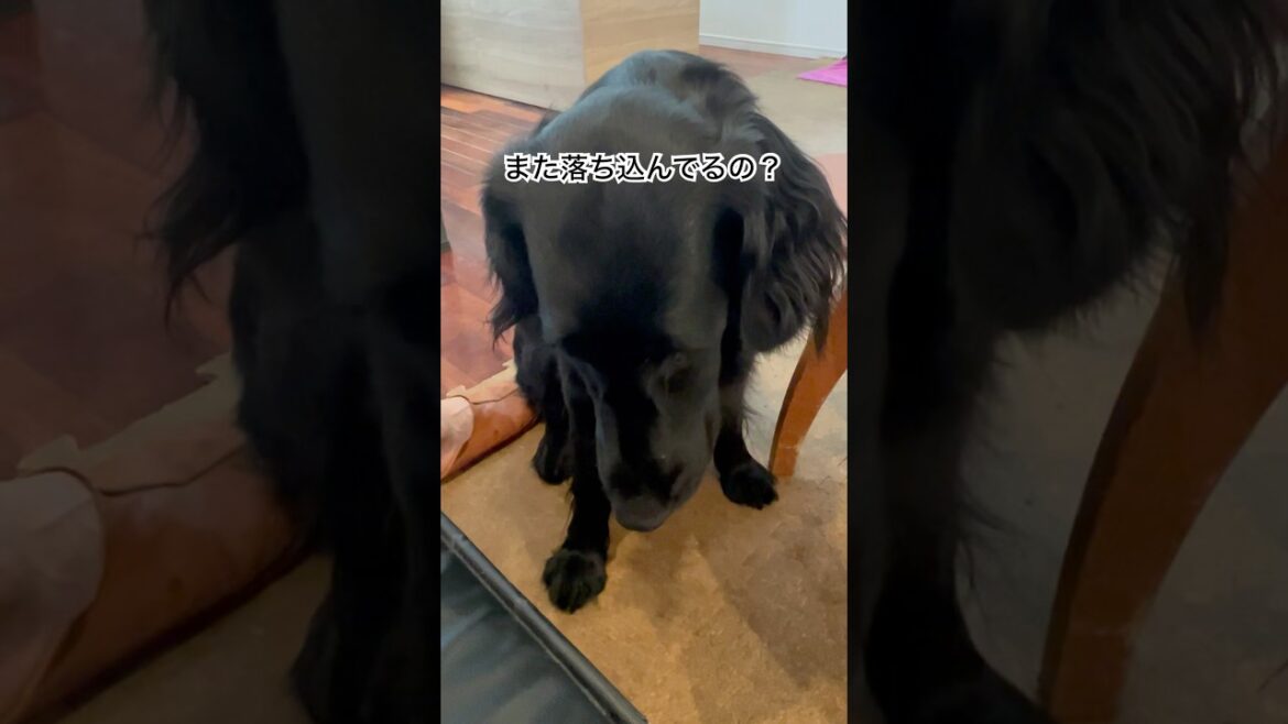 また落ち込んでるの？#flatcoatedretriever #フラットコーテッドレトリバー #落ち込む