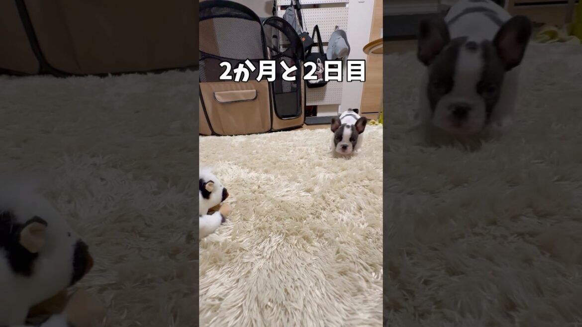 ずっと見ていたいフレンチブルドックのパピコ❤️#shorts #shortsvideo #frebull #frenchbulldog #フレンチブルドッグ #フレンチブルドッグパピー#フレブルパイド
