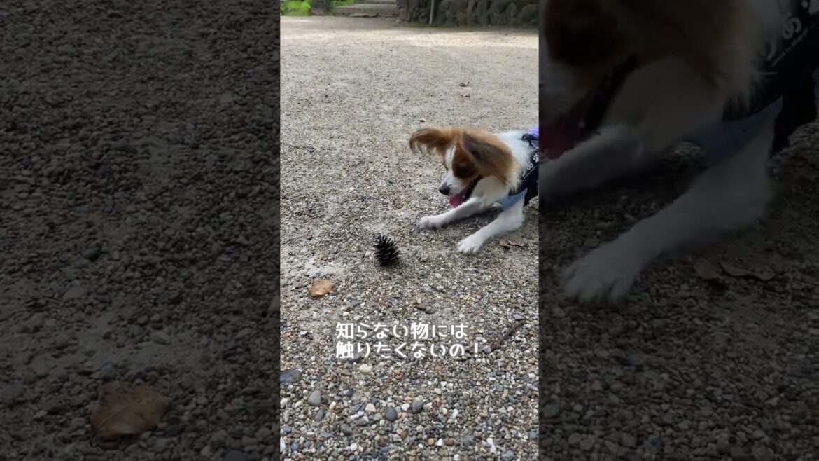 興味ない？ Papillon Lea パピヨン 犬のいる生活 可愛い