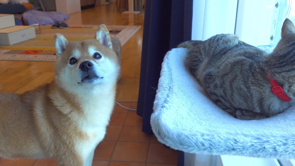 柴犬が猫の悪戯現場に立ち会うと‥様子がおかしくなりました。。