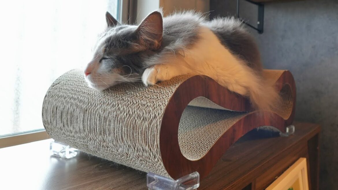 バリバリベッドの快適さを再認識した猫【メインクーン】