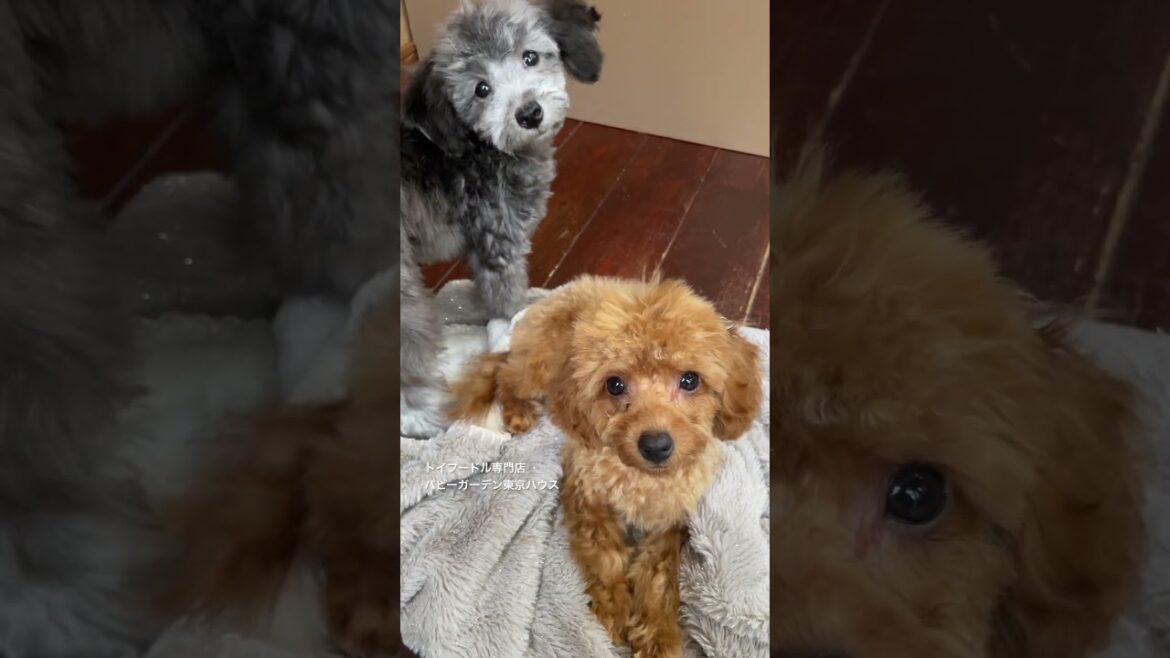 トイプードル専門店の子犬たち。初めてのトリミングでした！生後4ヶ月、とっても可愛くなりました。#トイプードル #トイプードルレッド #トイプードルシルバー