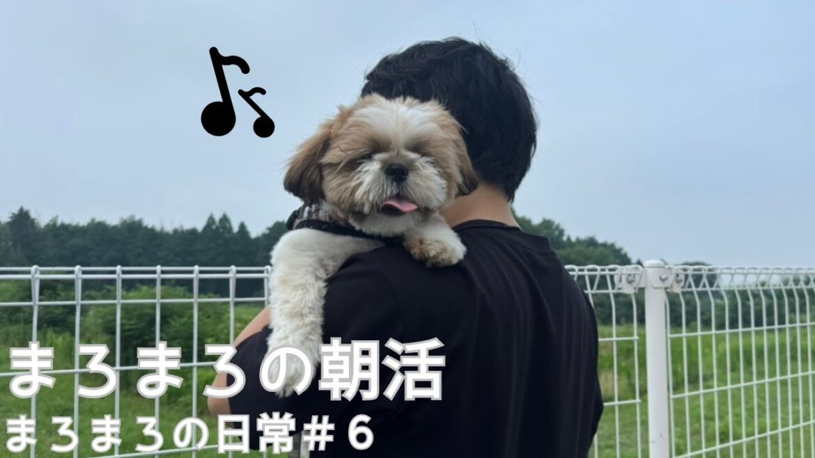 【シーズー】まろまろの朝活_まろまろの日常#6