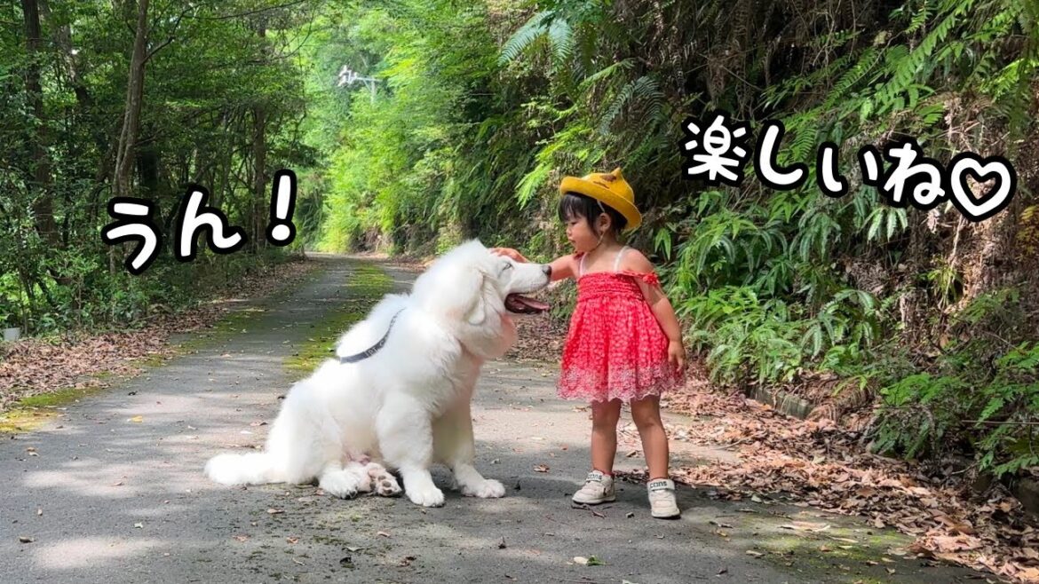 【祝♡】自分より２倍大きくなった生後４ヶ月の弟を３歳児が初めて散歩してくれました！｜グレートピレニーズ&オールドイングリッシュシープドッグ&トイプードル