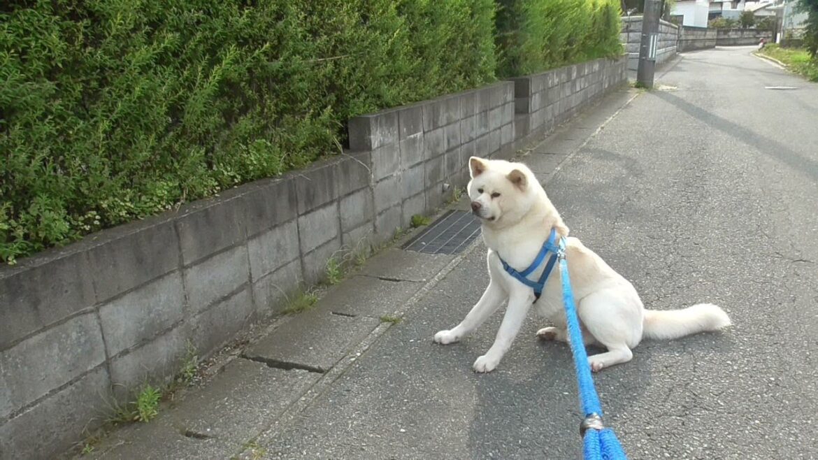 【秋田犬ゆうき】工事がお休みなのをしっかり何度も確認して苦手な重機の前を通過する【akita dog】