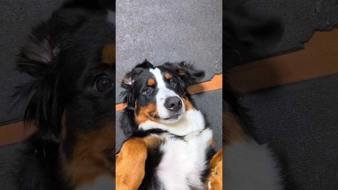 撫でられバーニーズ #shorts #バーニーズマウンテンドッグ #大型犬 #bernesemountaindog #dog