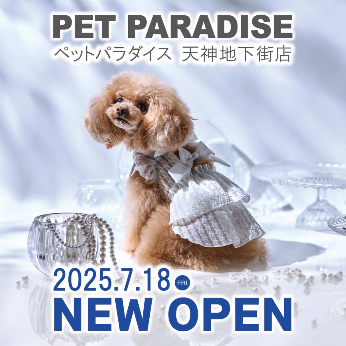 「ペットパラダイス 天神地下街店」 2025年7月18日（金）オープン | 株式会社クリエイティブヨーコのプレスリリース