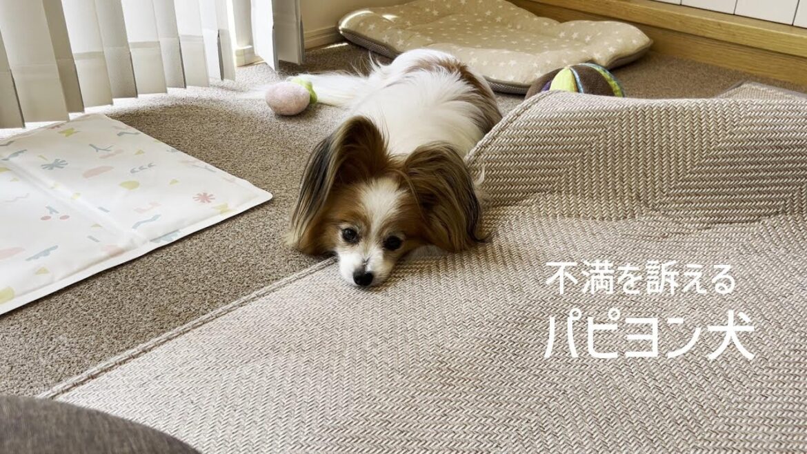 ひきこもり生活に不満を訴えるパピヨン犬 #138