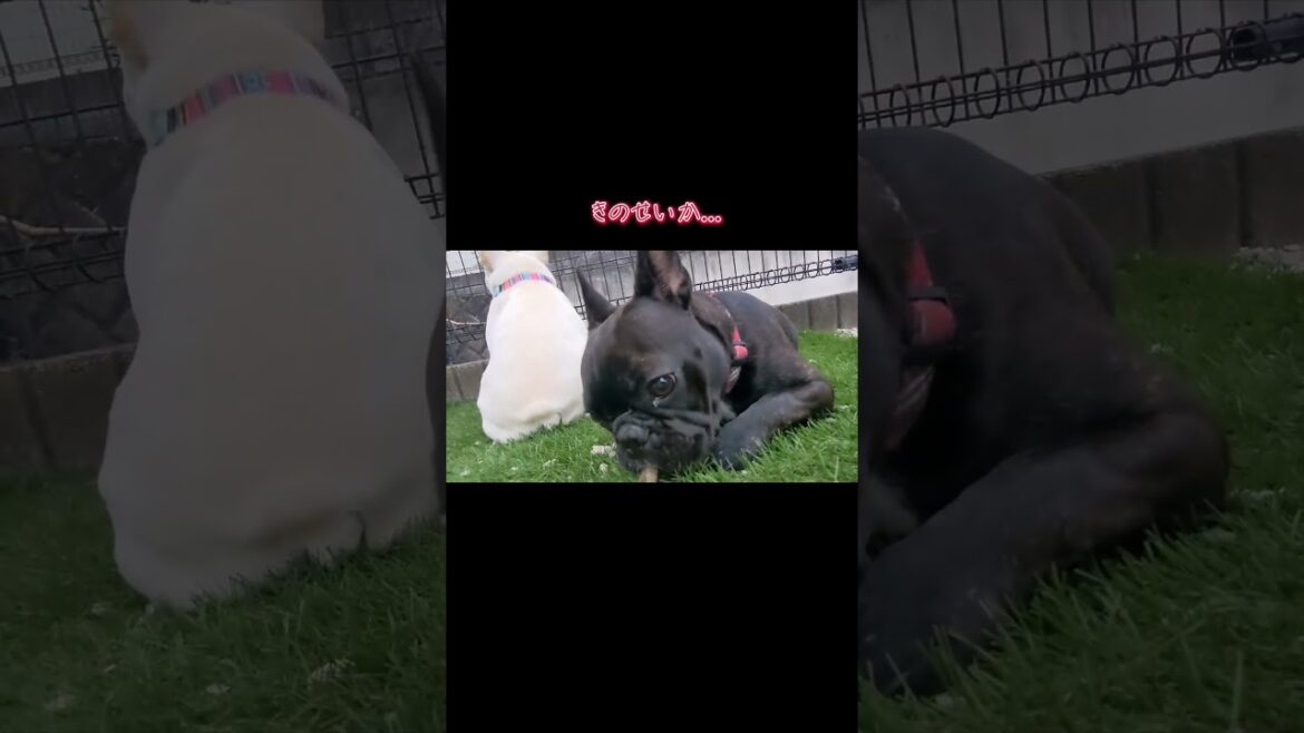 #フレンチブルドッグ #フレブル #frenchbulldog #shorts #犬のいる暮らし #Shorts