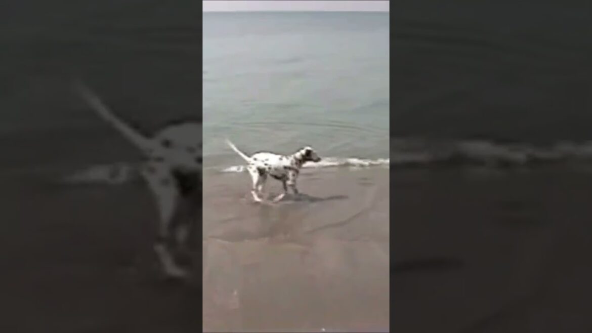 見た目と違ってダルメシアンはワイルドだぜ　　　　　 #犬#ダルメシアン