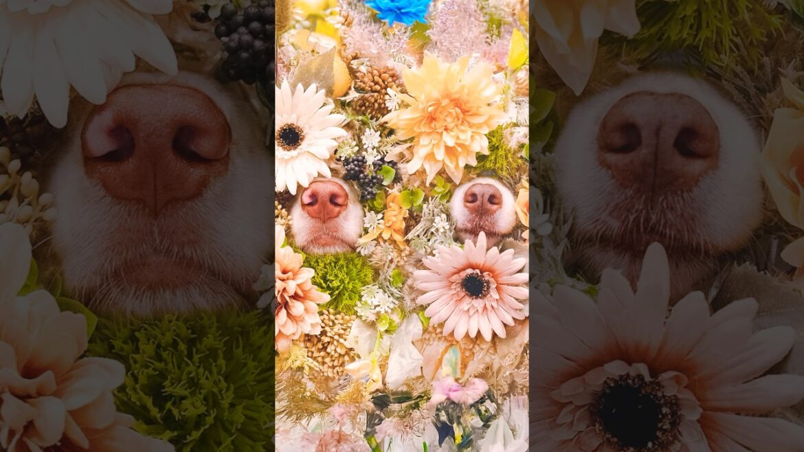 お花×お鼻🌸🐽🐾【ボーダーコリー・オーストラリアンシェパード】#shorts