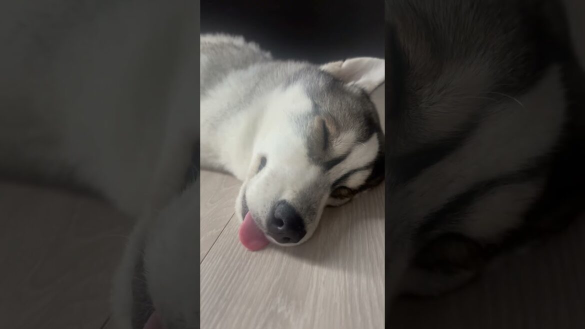 赤ちゃんの寝顔に癒されました#シベリアンハスキー #赤ちゃん #husky #dog #siberianhusky #huskylife #cute #犬 #癒し #子犬 #寝顔 #shorts