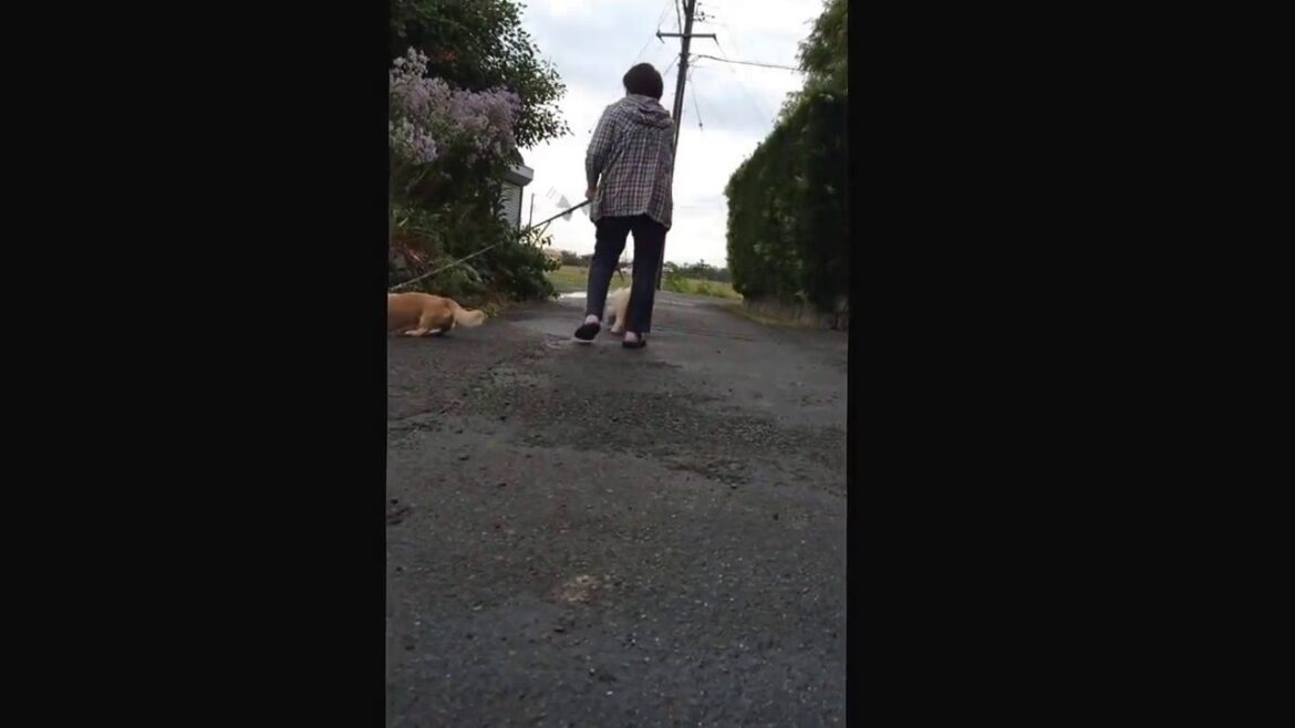 シーリハムテリアのカシちゃんNo.10 ハアハア