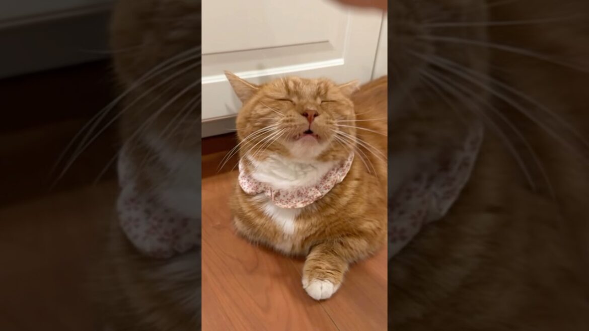 【流行ってるやつやらされたヤツ】#マンチカン#マンチカン短足#マンチカン子猫#ブリマンチ#ブリティッシュショートヘア#茶トラ#キジシロ#子猫#多頭飼い#猫のいる暮らし#チュール#肉球#猫の癖が強い