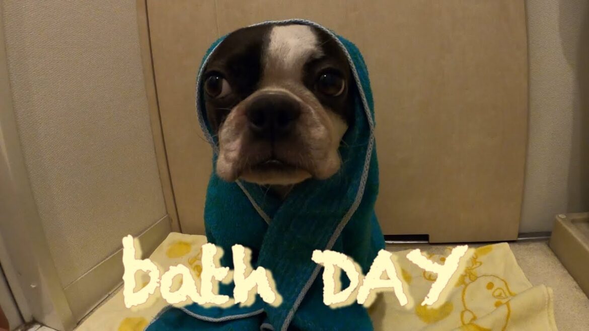 【ボストンテリア　ボステリ】青い瞳のネロ　bath DAY 2025.7.6