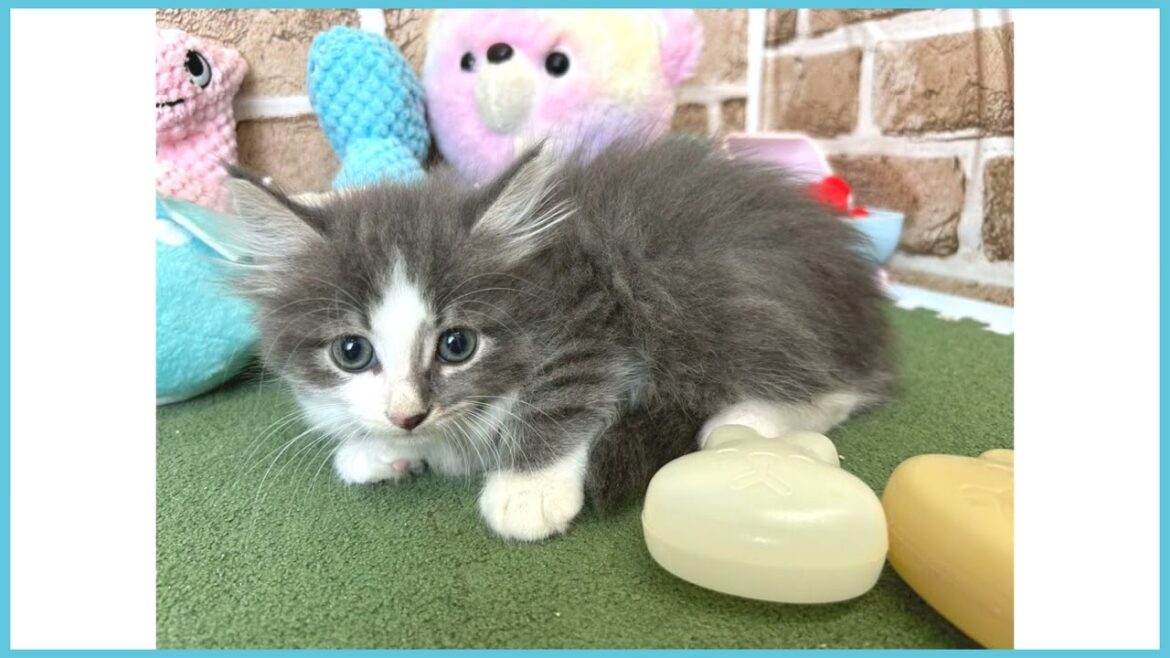 724898 ノルウェージャン・フォレストキャット