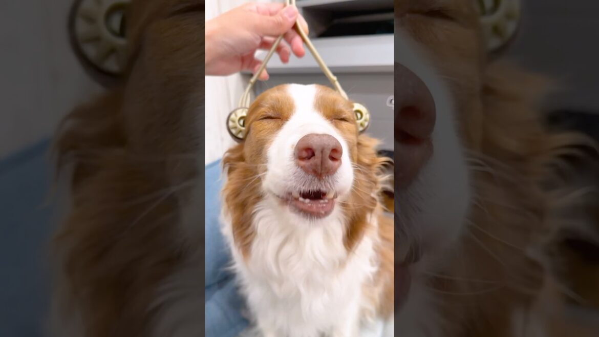 マッサージに沼る犬達が可愛すぎる😂♡【ボーダーコリー・オーストラリアンシェパード】#shorts マッサージに沼る犬達が可愛すぎる😂♡【ボーダーコリー・オーストラリアンシェパード】#shorts