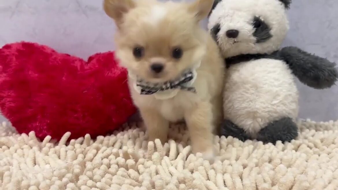 ロングコートチワワ　♂5/12