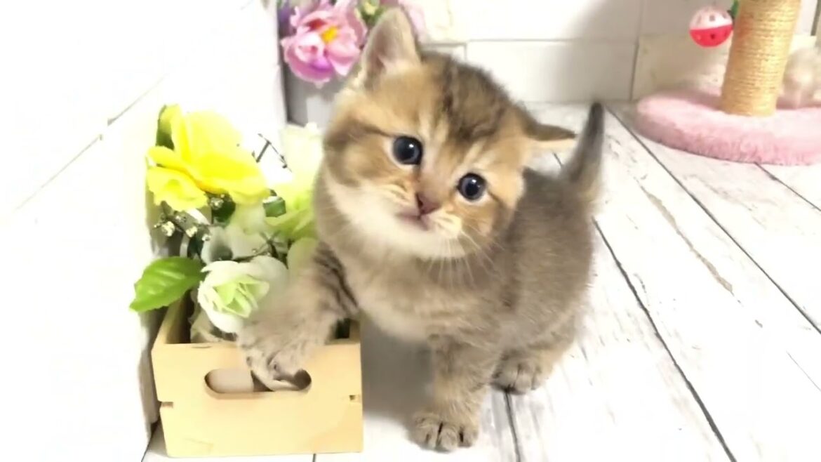 ブリティッシュショートヘア 甘えん坊でめっちゃ可愛い子💕新色のブリちゃん🐈　毛色：ブラックゴールデン