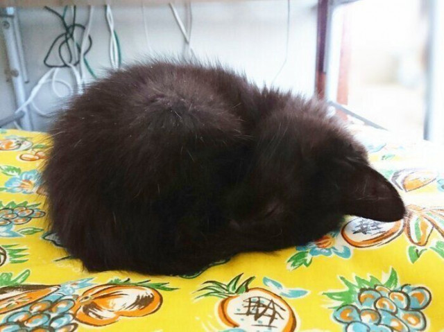 ジョギング中に衰弱している子猫を保護 手のひらサイズの小さな“毛玉”が、4年後には「元気なイケニャン」に!(ねこのきもち WEB MAGAZINE)|dメニューニュース(NTTドコモ) ジョギング中に衰弱している子猫を保護 手のひらサイズの小さな“毛玉”が、4年後には「元気なイケニャン」に!