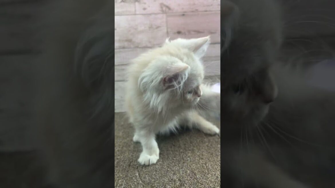 マンチカン 足長ロングヘアーの女の子♪