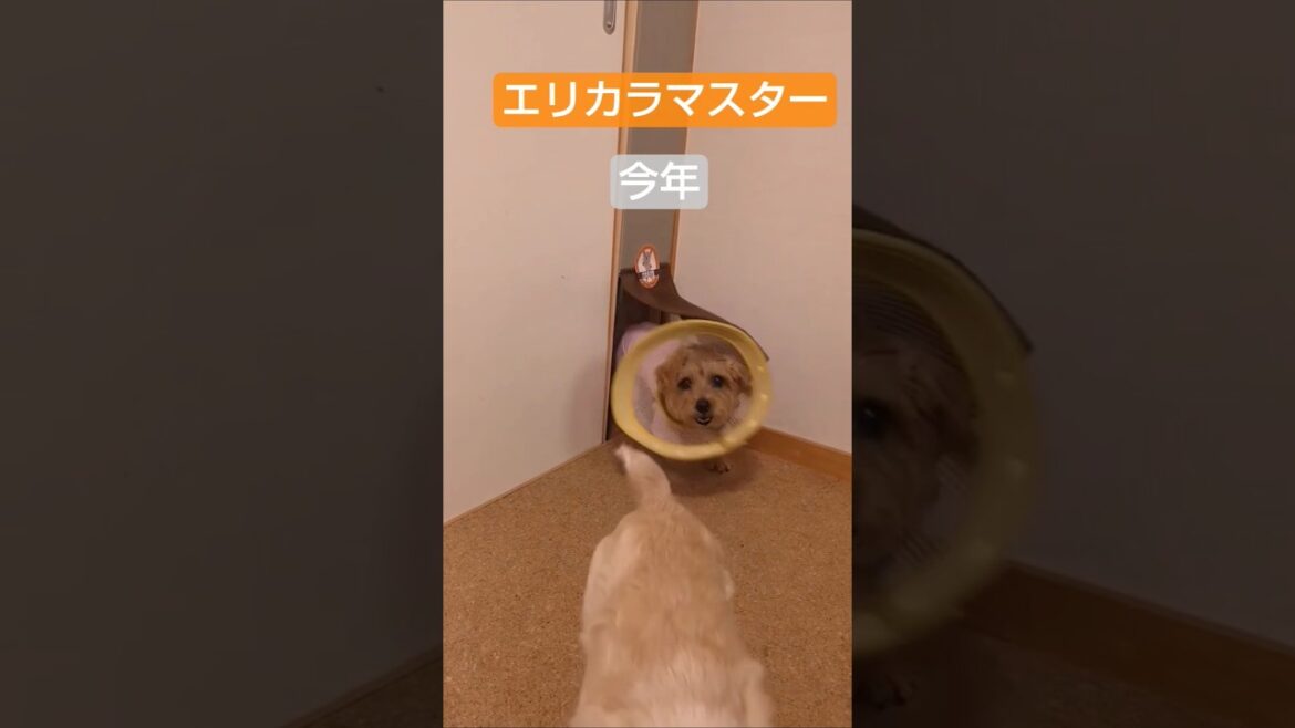 #dog #norfolkterrier #エリカラ #ノーフォークテリア#脳筋