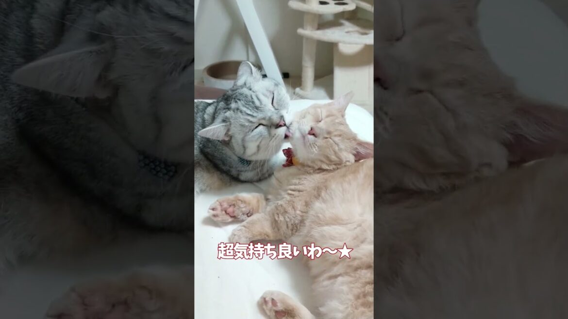 【ぽっちゃん家】愛されうららさん vol.42　#猫 #cat #shorts