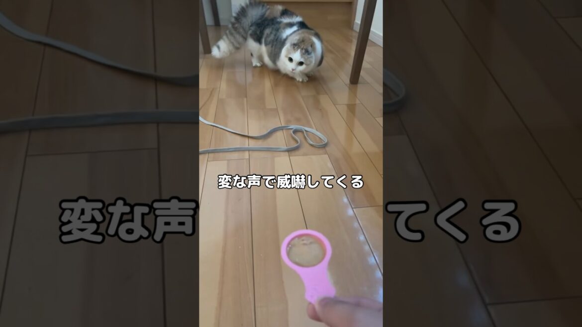 原因分かる方いますか?陰陽師猫になってしまった😢 #マンチカン #陰陽師 #shorts 原因分かる方いますか?陰陽師猫になってしまった😢 #マンチカン #陰陽師 #shorts