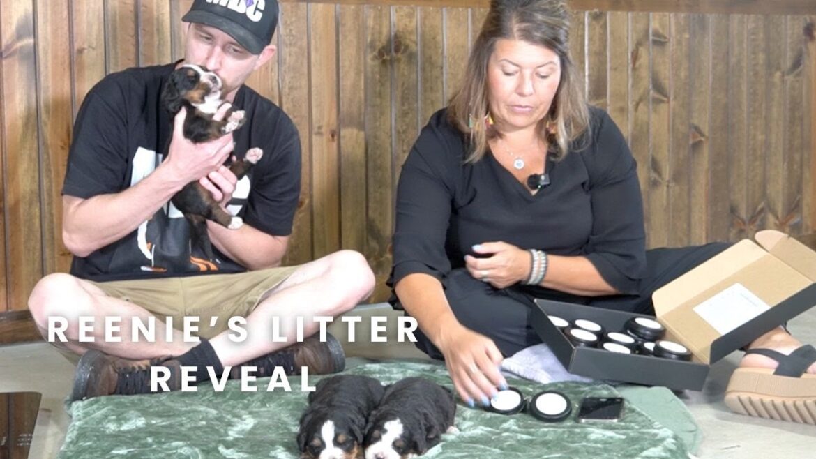 リーニーのバーニーズ・マウンテン・ドッグの子犬たち | 子犬の誕生を公開!!