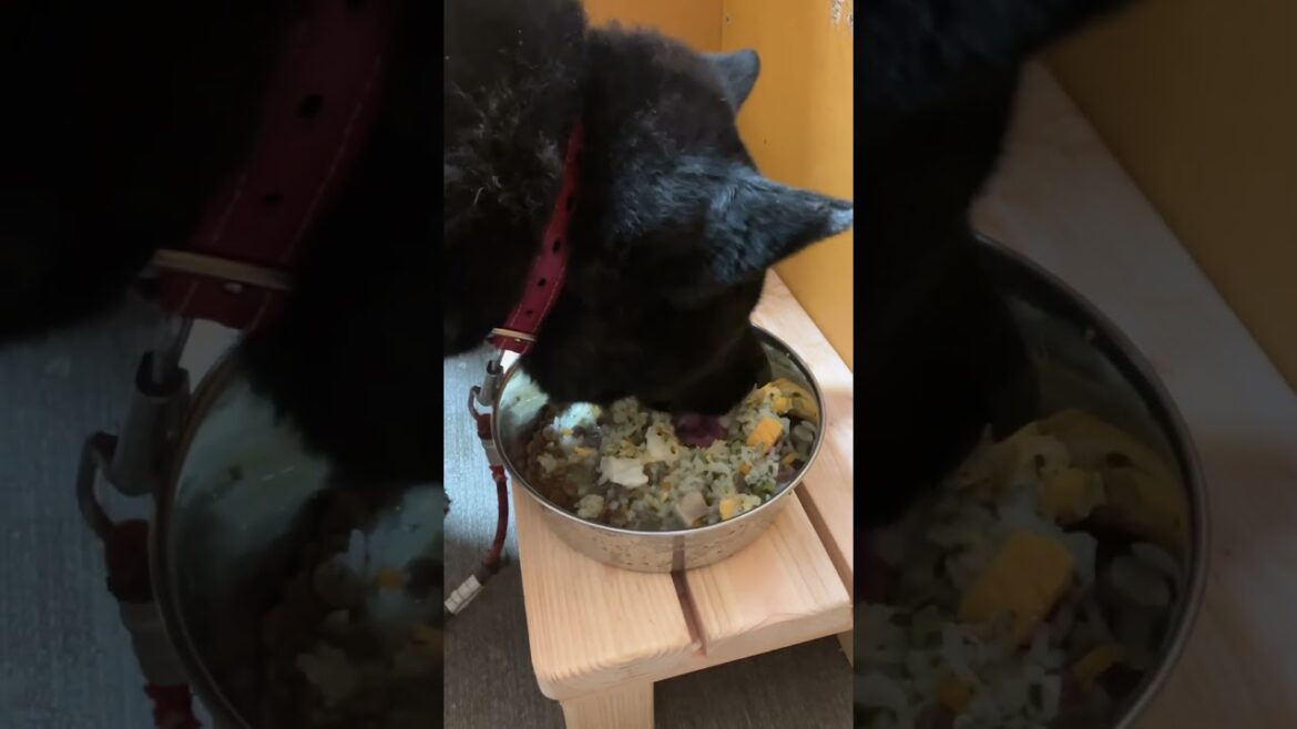 甲斐犬瑞稀くんのご報告