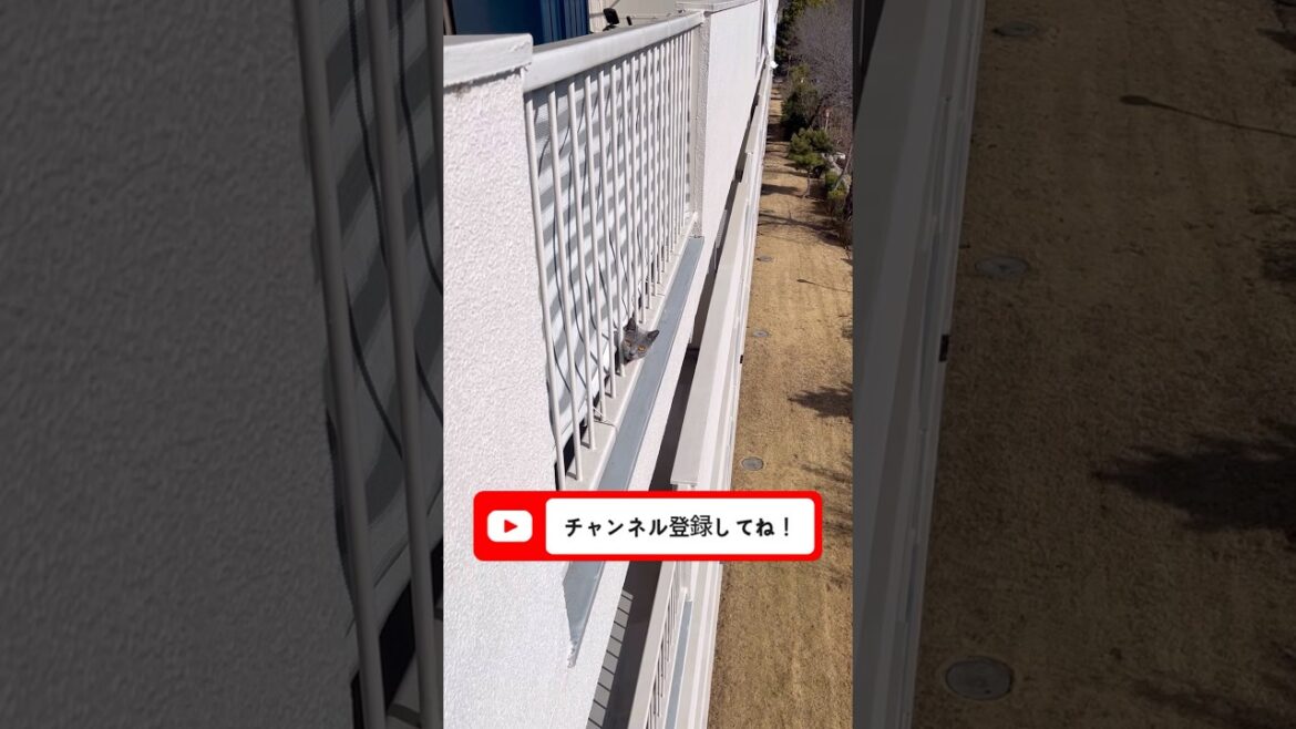 ベランダパトロールに余念がないつむやま〜【シャルトリューつむやまの埼玉はあったかい】 #cat #シャルトリュー #chartreux #ねこ #猫のいる暮らし #猫好きさんと繋がりたい #ネコ