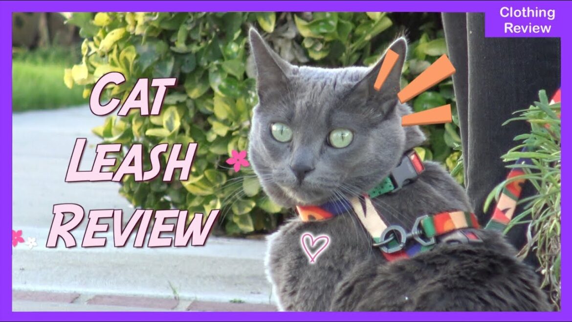 Cat Leash Review by Korat Cat Leash Review by Korat