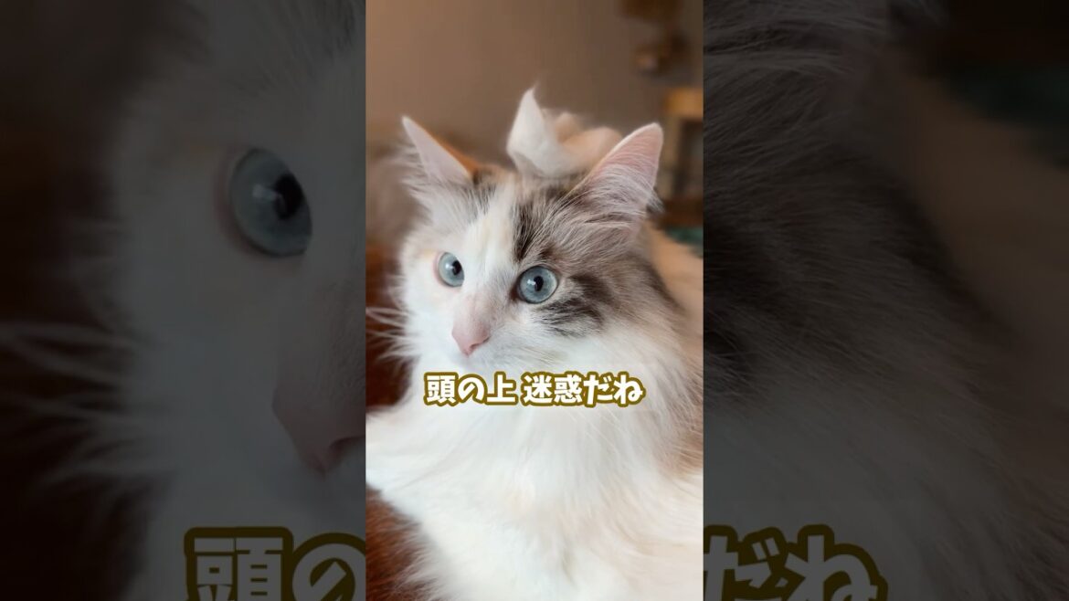 迷惑そうな目線がかわいいメインクーン #猫のいる暮らし #cat