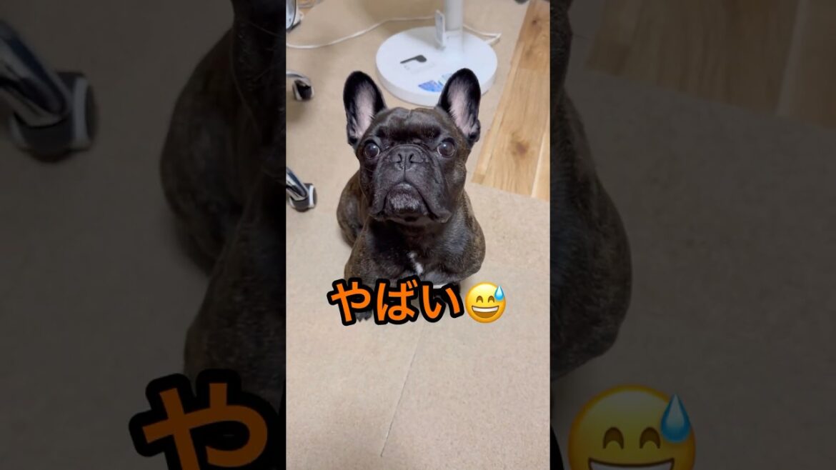 主よわしの分はないのか？ #フレブル #フレンチブルドッグ #frenchbulldog #犬のいる生活 #いぬのいる生活 #shorts #shortvideo