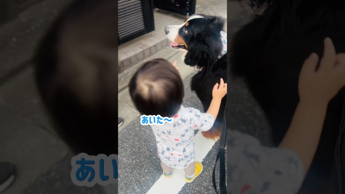 不意打ちのしっぽパンチ‼️男の子にヒットしたバーニーズのしっぽ🐾