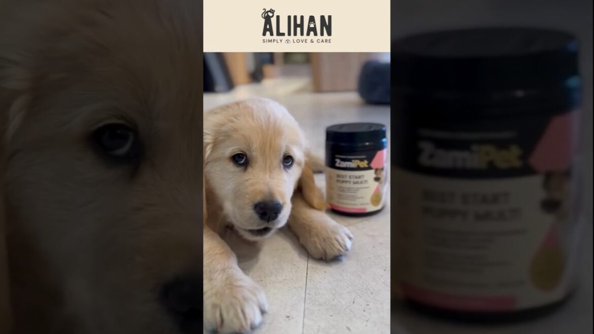 dog supplements 😃😍 #alihan #petlover #food #dogfood #dog  #supplements #australia #doglife #lol