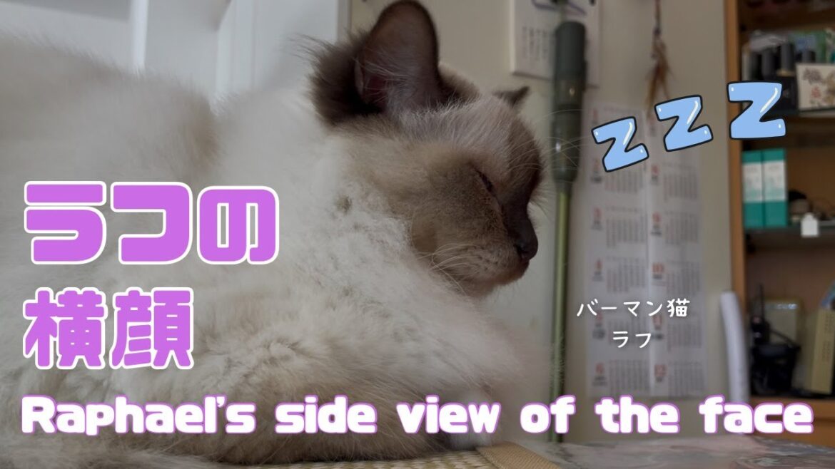 バーマン猫ラフ【ラフの横顔】Raphael's side view of the face（バーマン猫）Birman/Cat