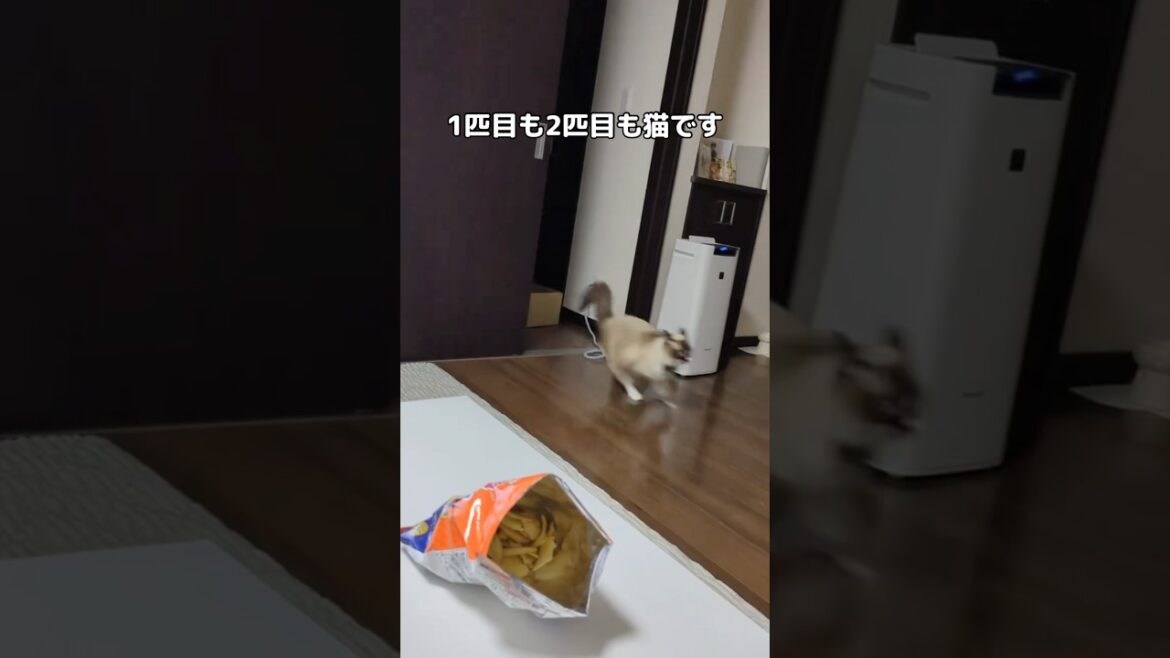 1匹目は先住猫のラグドール #ラグドール #先住猫 #shorts 1匹目は先住猫のラグドール #ラグドール #先住猫 #shorts