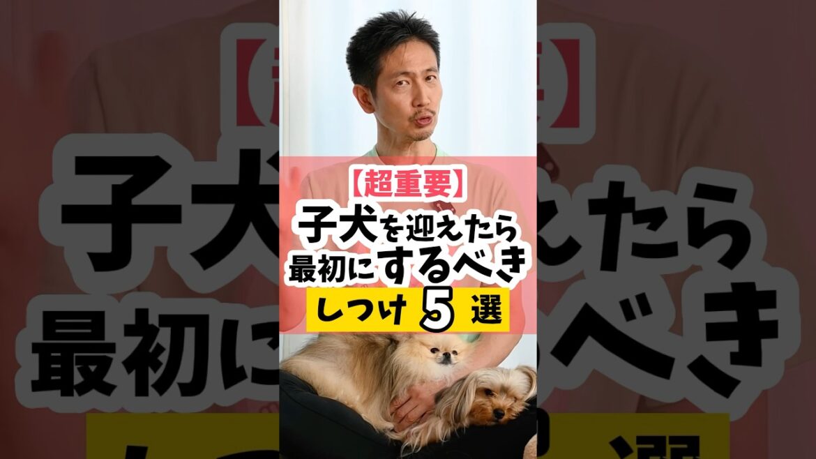 【超重要】子犬を迎えたら最初にするべきしつけ5選#犬のしつけ #dog #犬のいる暮らし