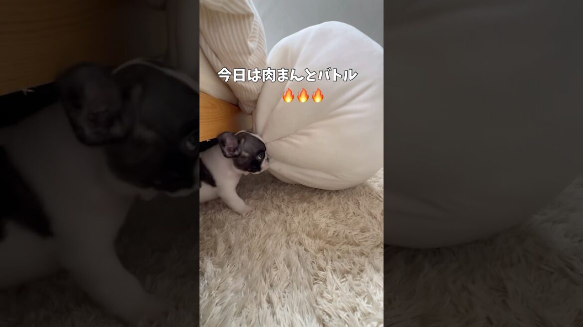 もちもちＶＳもちもち🔥#shorts#shortsvideo #frenchbulldog #frebull #フレンチブルドッグ #フレブル多頭飼い #フレブルパピー#フレブル6兄弟