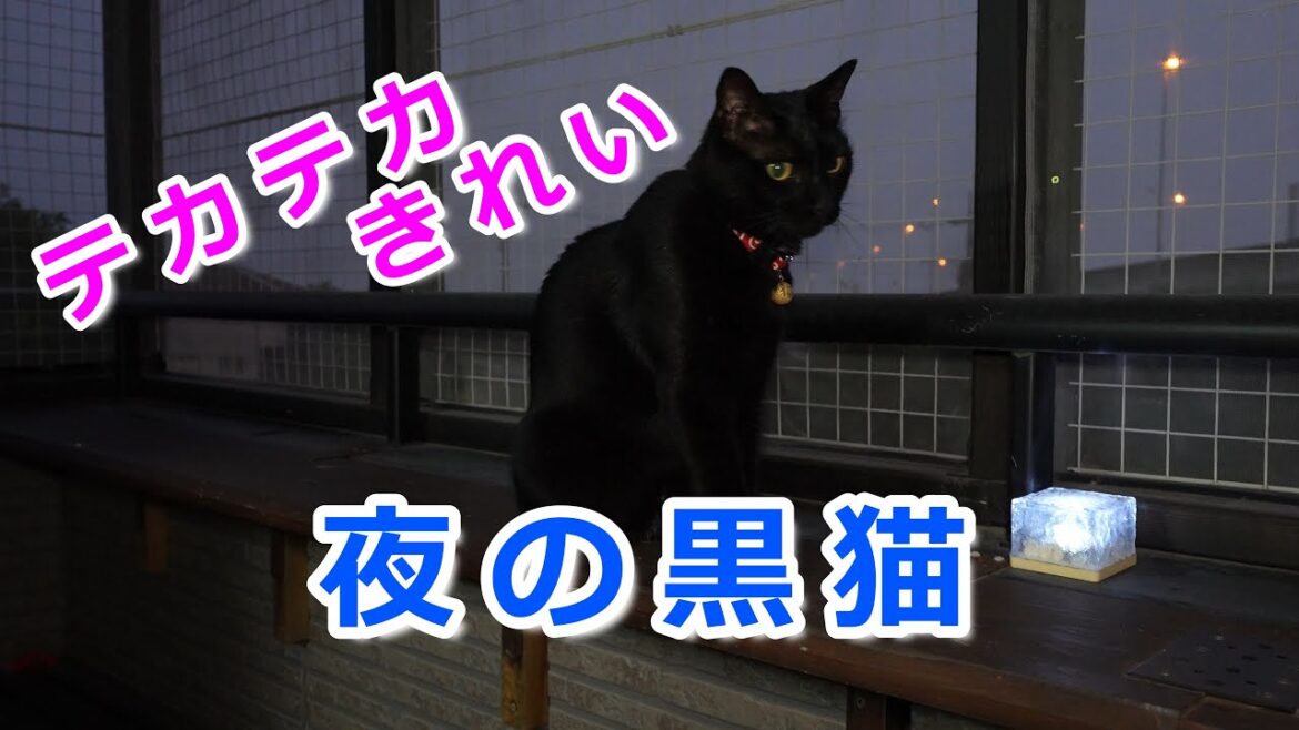 夜の黒猫にライトを当てて撮影するととてもきれいです。(最後におまけ映像もあります) 夜の黒猫にライトを当てて撮影するととてもきれいです。(最後におまけ映像もあります)