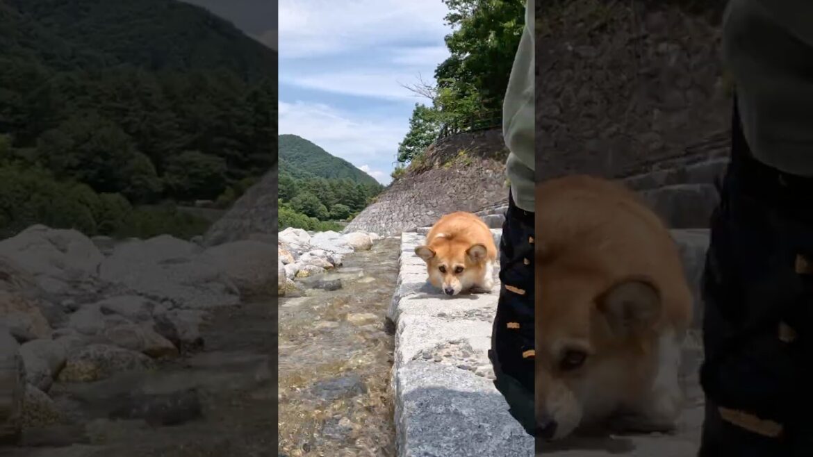 低い姿勢の歩きから川へ入るコーギー / The Corgi, in a low crouch, entered the river. #コーギー #corgi #サクラ
