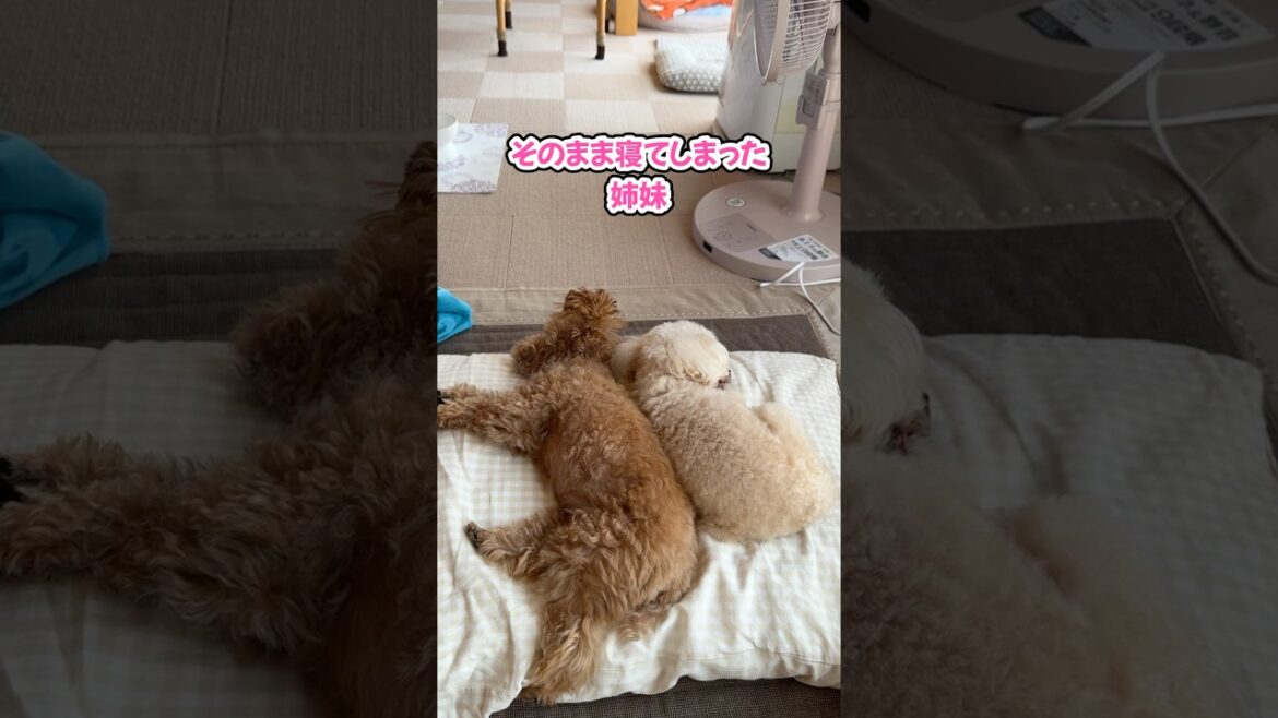 ママの枕を寝床にした姉妹 #shorts #トイプードル #可愛い犬