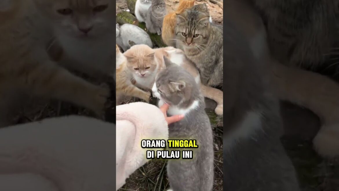 Inilah pulau kucing di jepang #shortsviral #kucinglucu #kucing