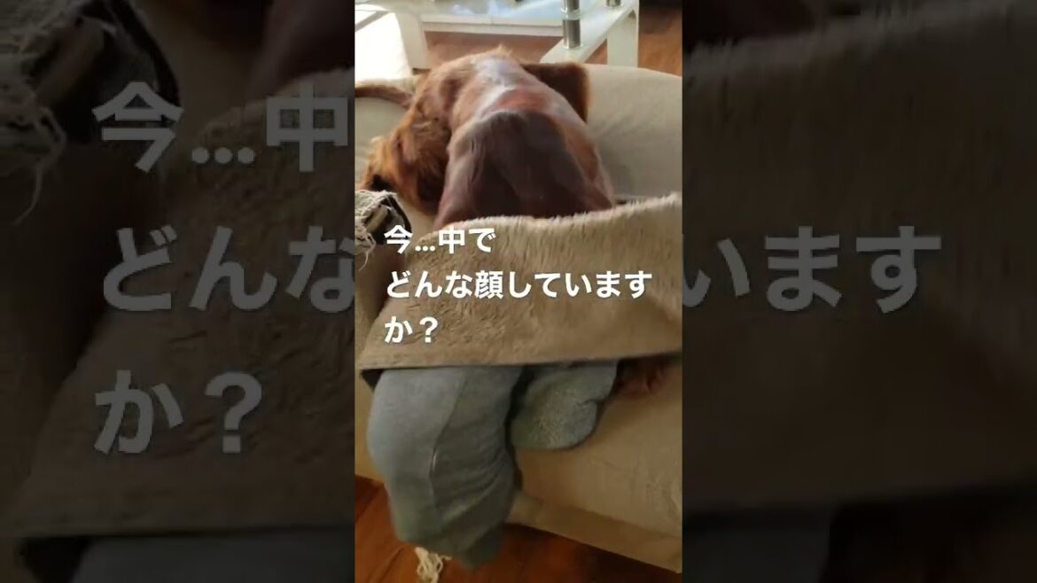 アイリッシュセター  リフィ　　#アイリッシュセッター #dog